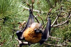 Flying Foxes Sydney Tour to visit a flying fox colony.