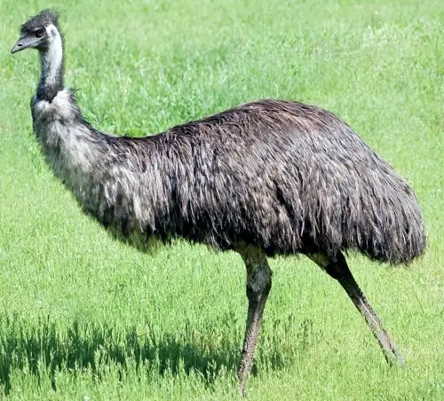 Sydney Emus